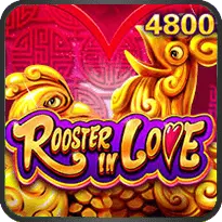 ROOSTER IN LOVE